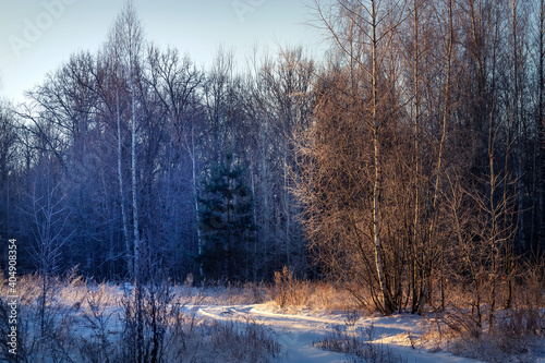 Winter landscape. Trees in snowy forest in the sunny morning. Tranquil winter nature in sunlight.