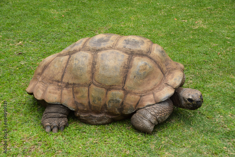 A very old Galapagos tortoise in a wildlife sanctuary A very old Galapagos tortoise in a wildlife sanctuary