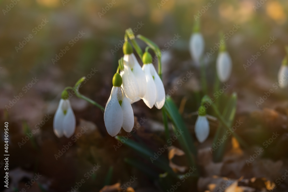 Snowdrop Galanthus nivalis in the forest close-up. Macro photography of snowdrops among fallen leaves in spring. Tender first flowers in bright sunlight. The concept of spring. Soft selective focus. Snowdrop Galanthus nivalis in the forest close-up. Macro photography of snowdrops among fallen leaves in spring. Tender first flowers in bright sunlight. The concept of spring. Soft selective focus.