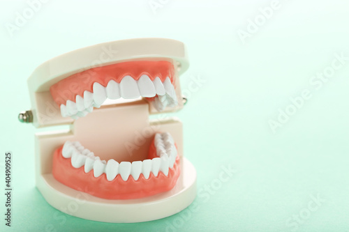 Teeth model on mint background