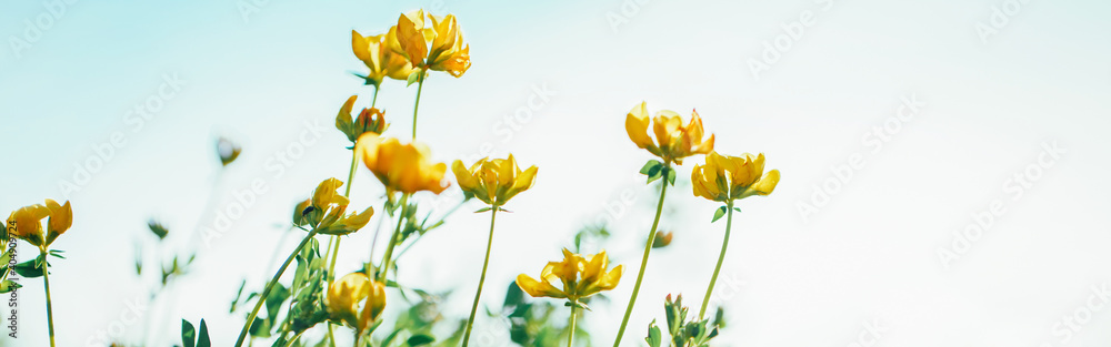 Beautiful yellow buttercup flowers against blue sky outdoor. Pretty floral natural theme backdrop. Amazing seasonal summer nature outdoors wallpaper. Web banner header.