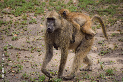 A mother baboon with her baby in Hwange National Park, Zimbabwe © VV Shots