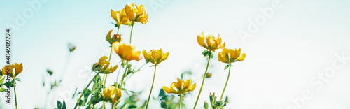 Beautiful yellow buttercup flowers against blue sky outdoor. Pretty floral natural theme backdrop. Amazing seasonal summer nature outdoors wallpaper. Web banner header.