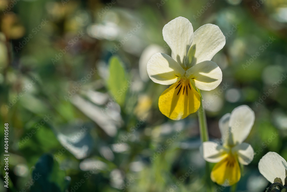 Field Pansy (Viola arvensis ) close-up. Place for text. Field Pansy (Viola arvensis ) close-up. Place for text.