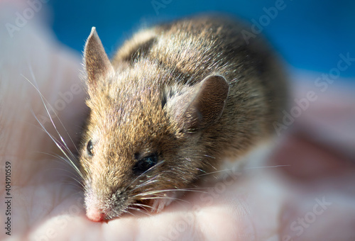 Cute field mouse on hand by a lawn