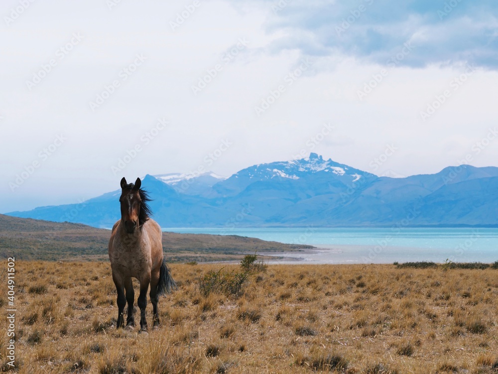 Patagonia Argentina Horse 5