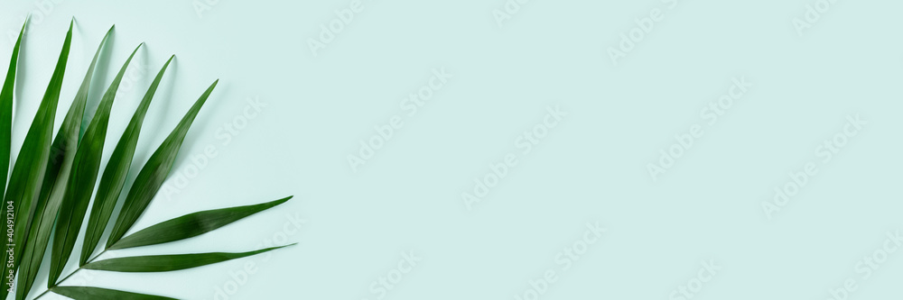 Header with green palm leaf on a mint background. Trendy jungle concept with place for text. Header with green palm leaf on a mint background. Trendy jungle concept with place for text.
