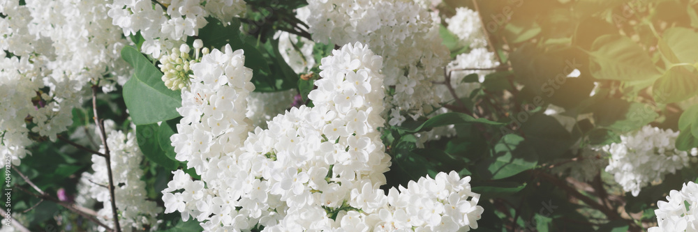 Header with blooming white lilac tree flowers. Beautiful spring composition. Header with blooming white lilac tree flowers. Beautiful spring composition.