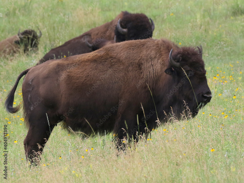 American Bison (Bison bison) in a Grassy Field