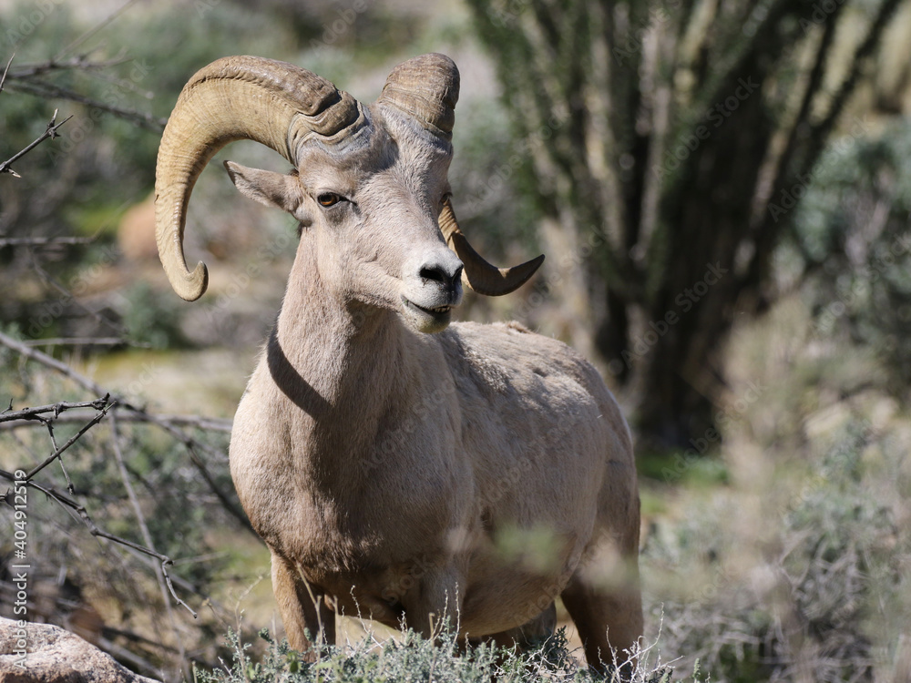 Male Desert Bighorn Sheep - Ovis canadensis nelsoni Male Desert Bighorn Sheep - Ovis canadensis nelsoni