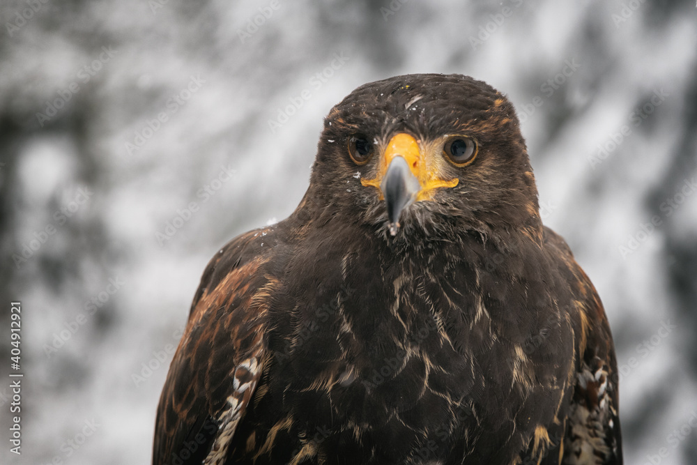 Wüstenbussard Portrait Wüstenbussard Portrait
