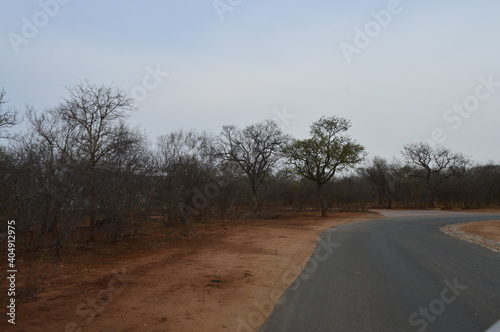 Dry vegetation by the road