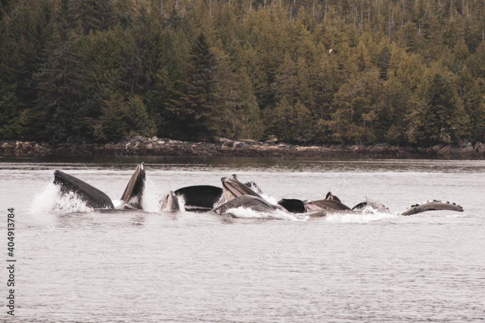 Obraz premium Humpback whales feeding near shore