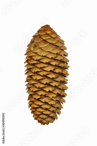 Cone of Dragon spruce cone (Picea asperata) photo