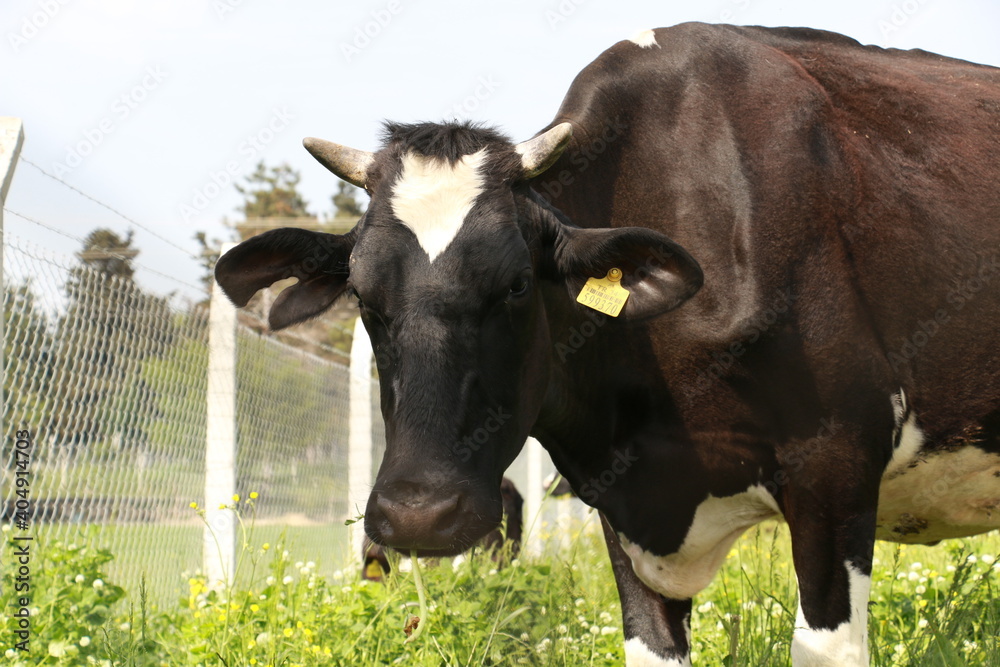 peasants engaged in the cultivation of calico black cows peasants engaged in the cultivation of calico black cows