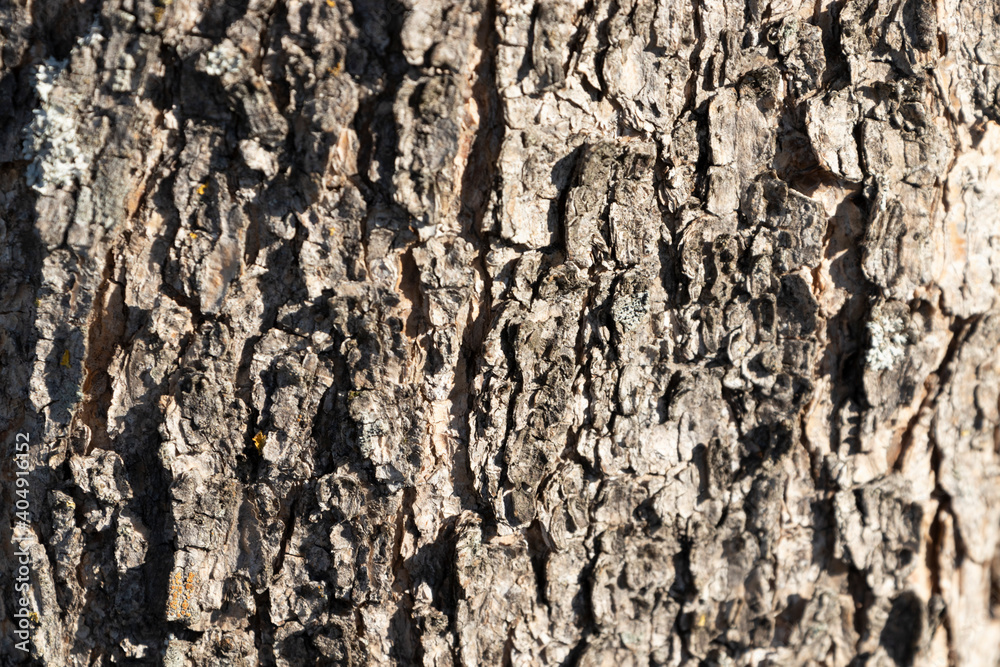 Gros plan dans la forêt Gros plan dans la forêt