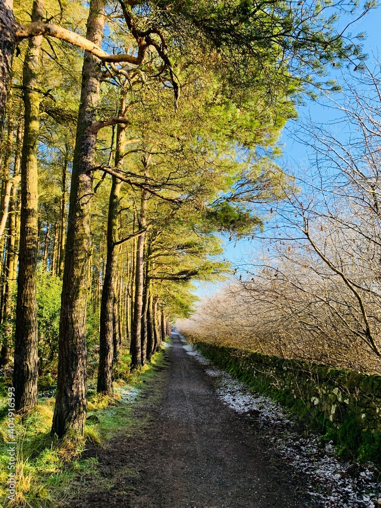 Fototapeta premium autumn in the park