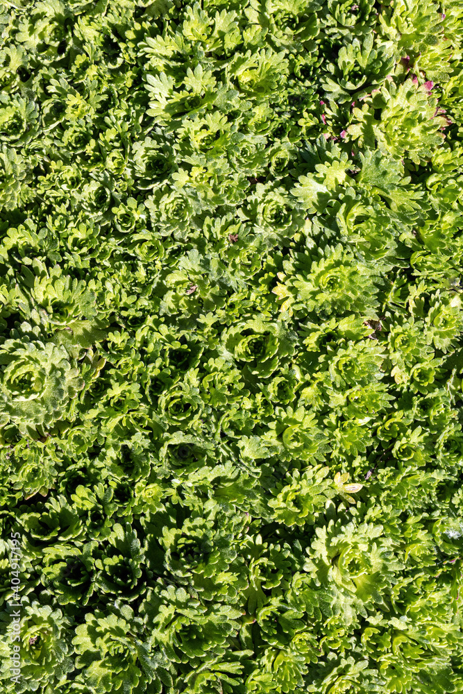 Cultivar hybrid mossy saxifrage (Saxifraga x arendsii 'Carpet White') in the summer garden Cultivar hybrid mossy saxifrage (Saxifraga x arendsii 'Carpet White') in the summer garden