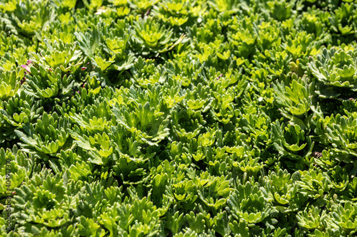 Cultivar hybrid mossy saxifrage (Saxifraga x arendsii 'Carpet White') in the summer garden