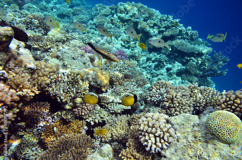 Beautiful fish and corals at the bottom of the Red Sea
