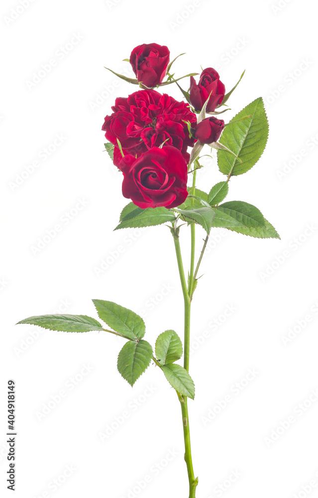 Obraz premium dark red rose five blooms flower