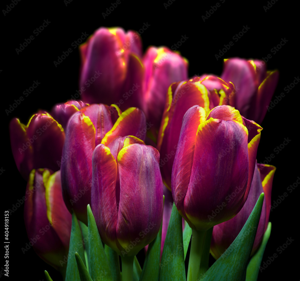 Fototapeta premium purple and yellow tulips isolated on black background