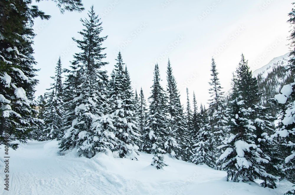 Winter in a snowy forest