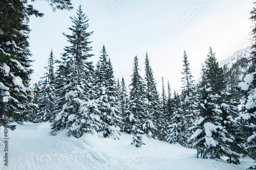 Winter in a snowy forest © Sergey