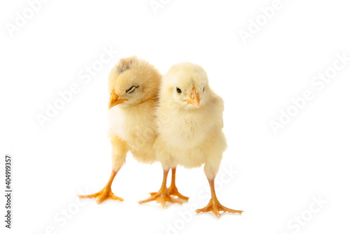 Two young chicks - chickens isolated on white.