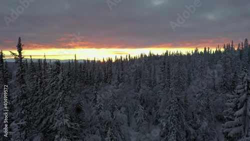 Snow covered forest in northern Sweden at sunset.