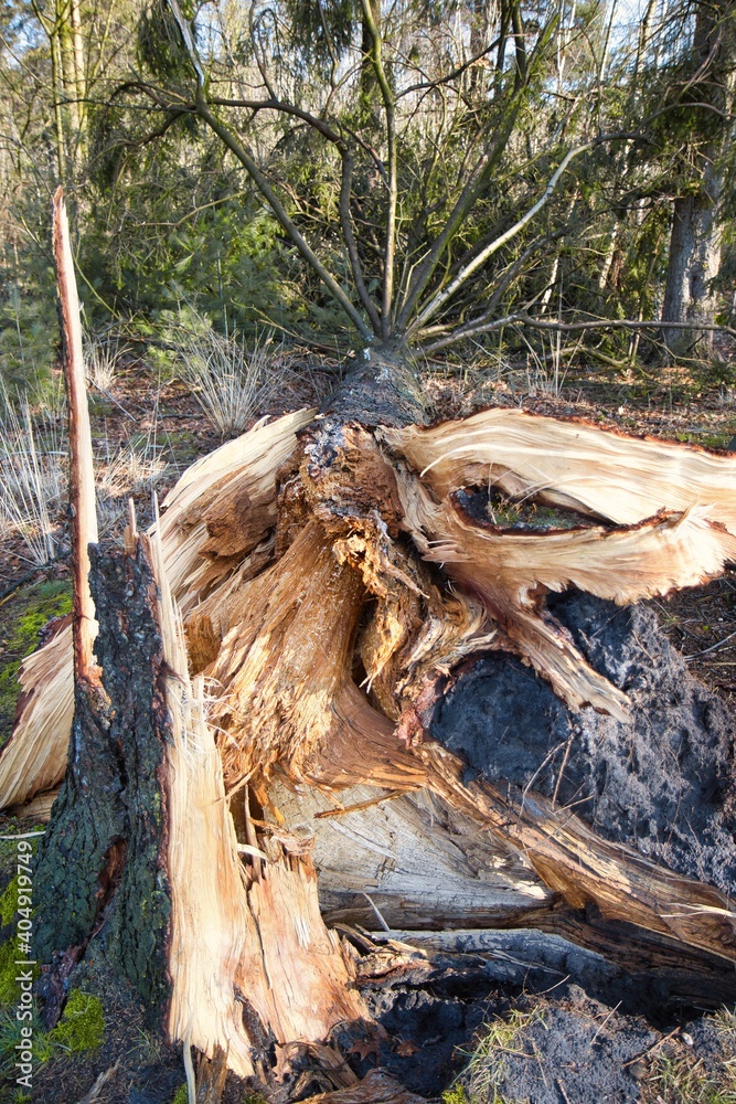 A falling tree in Belgium. A falling tree in Belgium.
