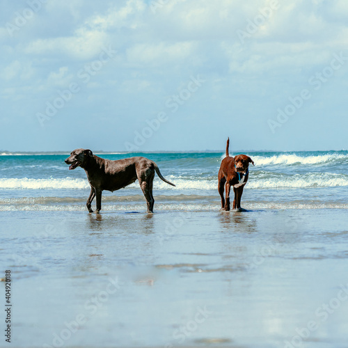 horse on the beach © Hacius