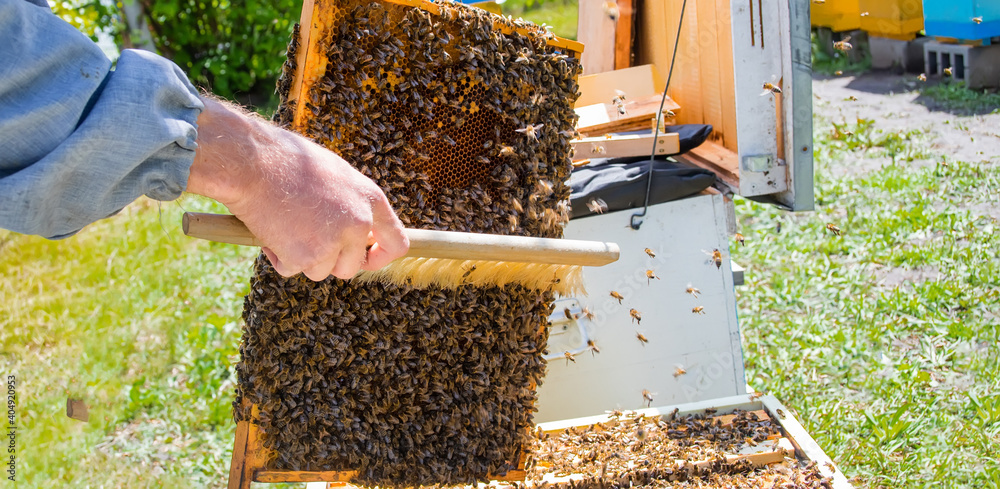 beekeeper swipes bees from frame, uniting bee family and puts frame with queen cells in apiary. Beekeeping. Beekeeper grey protective suit costume checks beehives with bees, caring for frames beekeeper swipes bees from frame, uniting bee family and puts frame with queen cells in apiary. Beekeeping. Beekeeper grey protective suit costume checks beehives with bees, caring for frames