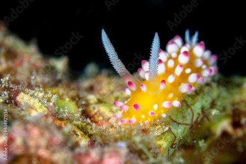 Cute yellow nudibranch with white and pink spots photo