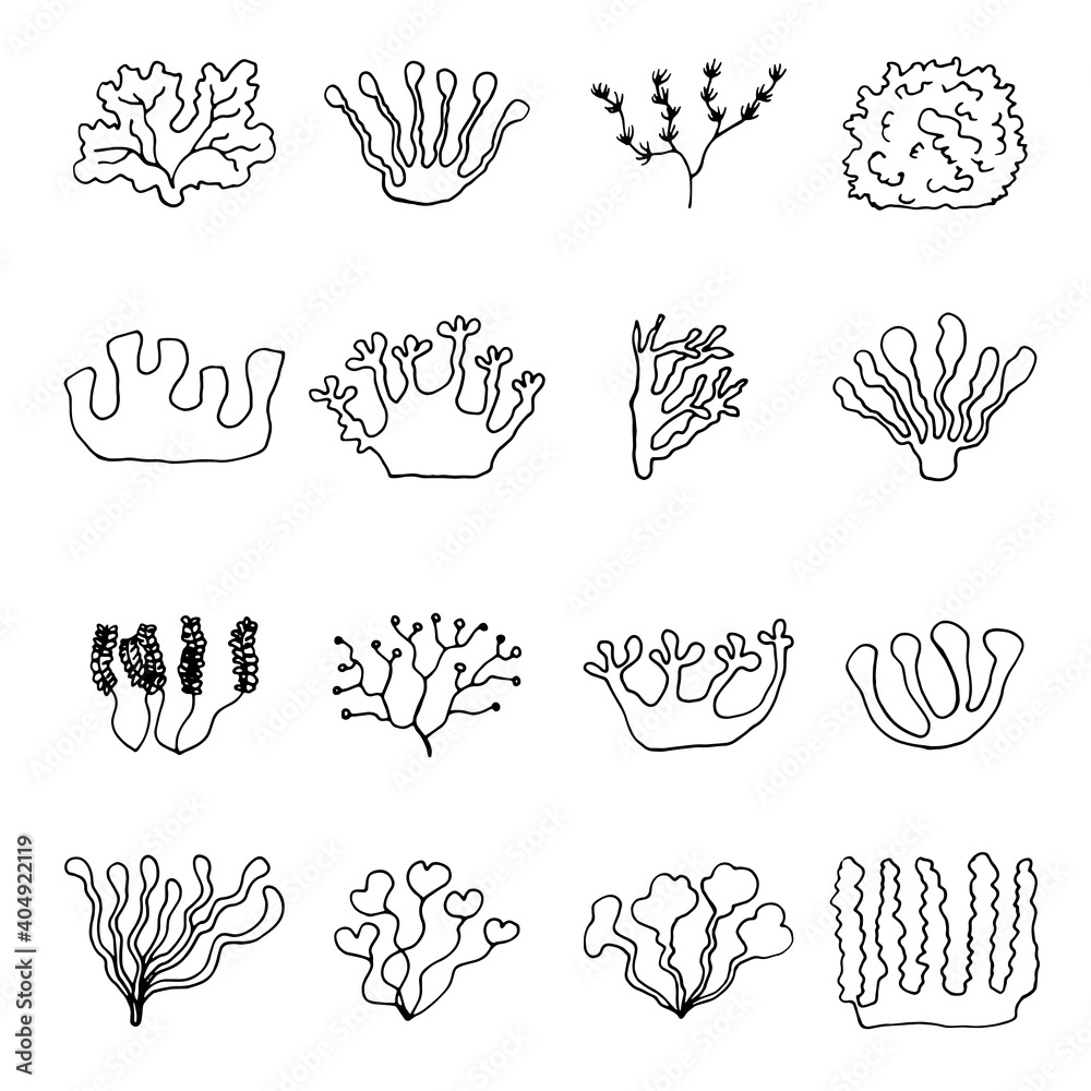 algae sea contour sketches icons set algae sea contour sketches icons set