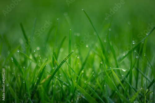 Fresh morning dew at dawn. Close-up with natural soft focus of green blades of grass with transparent water drops in the meadow. Panoramic spring nature background. Bokeh lens photography