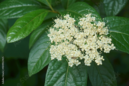 Картината върху платно Winterthur smooth viburnum (Viburnum nudum 'Winterthur')