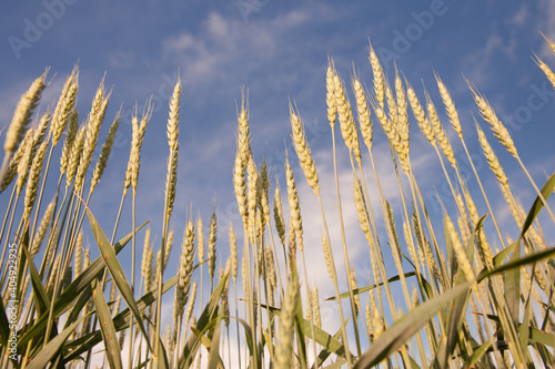 Wheat ears against the blue sky in Sunny weather in summer.