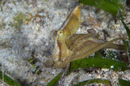 Long arm octopus crawls around dive site on night dive - Macrotritopus defilippi