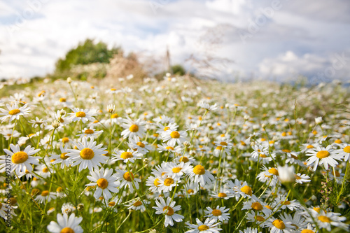 Flowers field daisies in the meadow in Sunny weather in the summer.