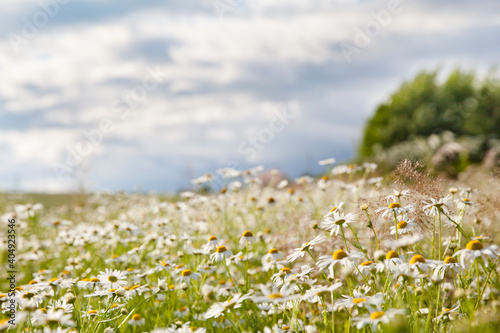 Landscape with daisies in Sunny weather in summer. Wildflowers close-up.