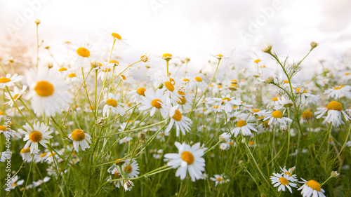 Landscape with daisies in Sunny weather in summer. Wildflowers close-up.