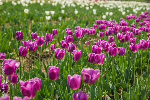 Beautiful floral background of bright purple tulips. Violet flowers blooming in the garden in the middle of a sunny spring day with a landscape of green grass and blue sky