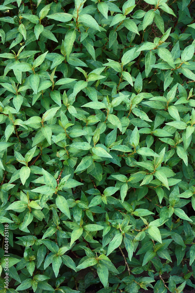 Vietnamese coriander (Persicaria odorata). Called Vietnamese mint, Vietnamese cilantro, Hot mint, Laksa leaf and Praew leaf also Vietnamese coriander (Persicaria odorata). Called Vietnamese mint, Vietnamese cilantro, Hot mint, Laksa leaf and Praew leaf also