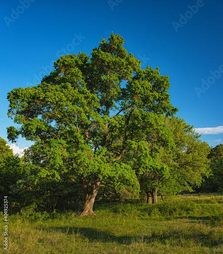 Nice tree in summer with blue sky