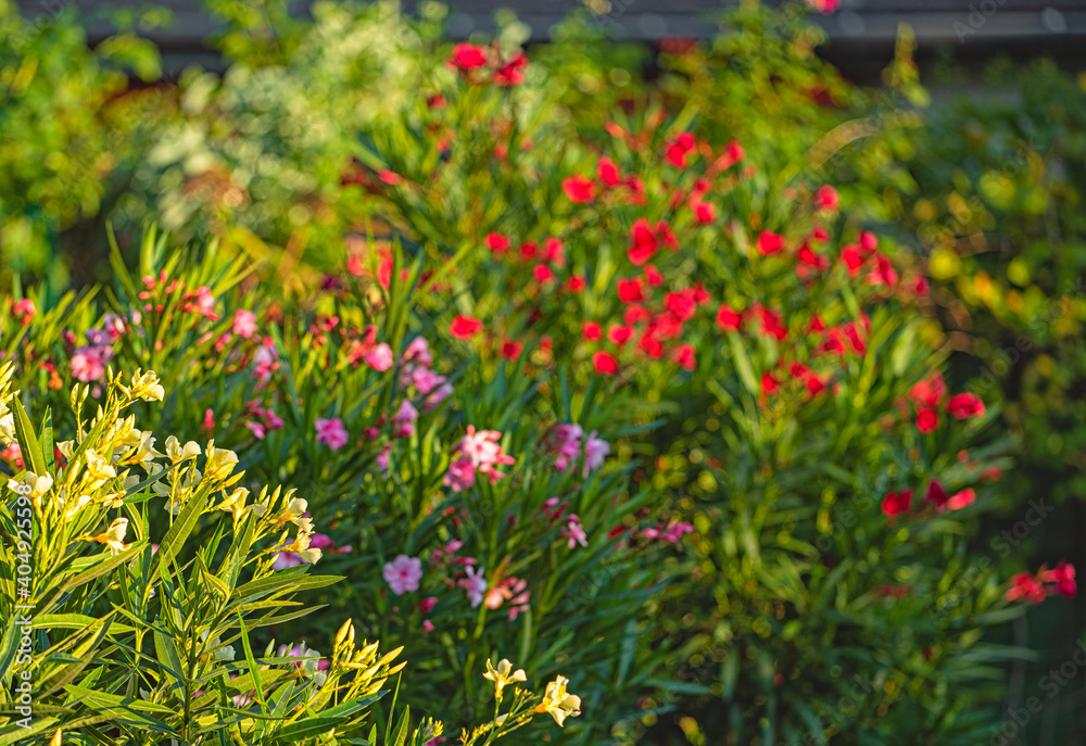 Nice oleanders in the garden in summer Nice oleanders in the garden in summer