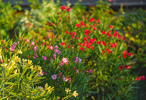 Nice oleanders in the garden in summer