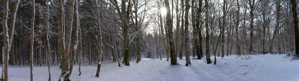 Panoramic view of the snowy forest, Auvergne, Puy-de-Dome Panoramic view of the snowy forest, Auvergne, Puy-de-Dome