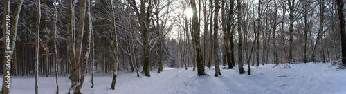 Panoramic view of the snowy forest, Auvergne, Puy-de-Dome