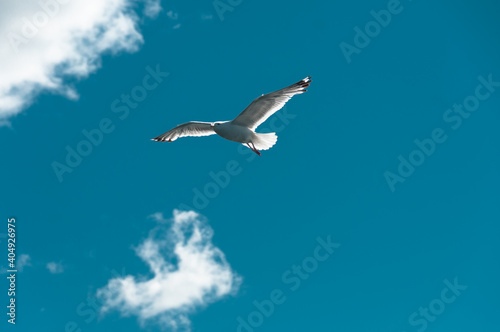 Ivory gull in clear blue sky © Oksy001